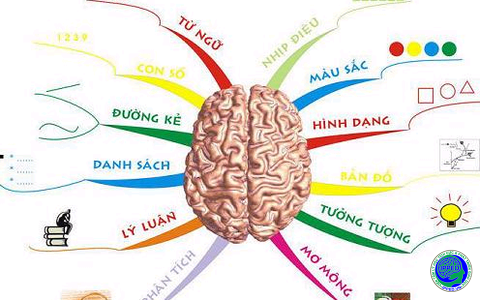 BẢN ĐỒ NÃO BỘ