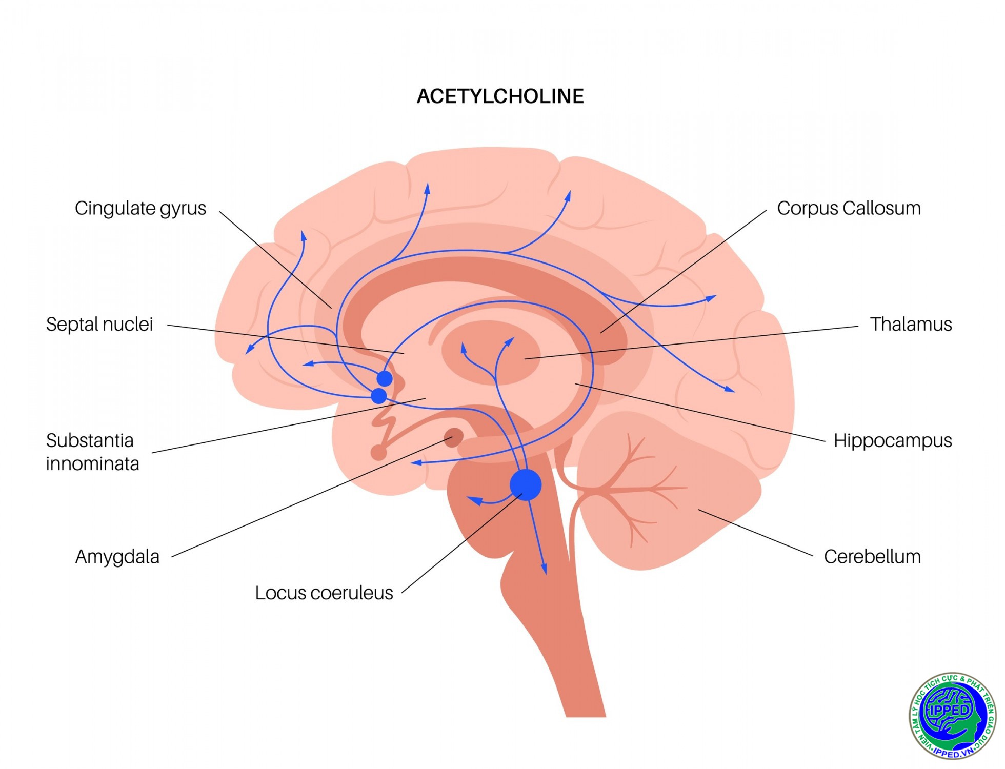 licensed image?q=tbn:ANd9GcQy8BV3I5k3rDJFtm9 BNP0XDLb aADwbAQGwAJzcPUJaioxr73B8l9Vzwpcch EyJ0e5dHEOikGK8u t2brYcXLEL0ag9JAtoy UMCWFwtRpKiZE